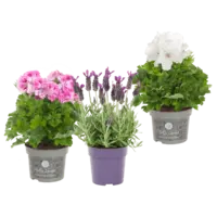 AH Franse geraniums en lavendel