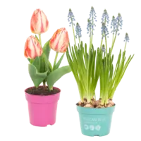 AH Blauwe druifjes of dubbele tulp