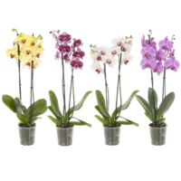 AH Orchidee 2-takker