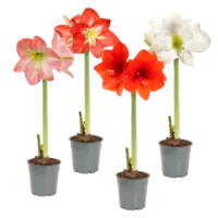 AH Amaryllis p12 1-steel