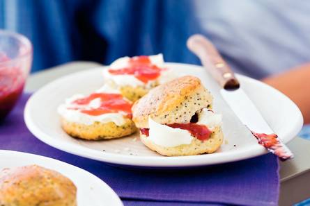 Maanzaadscones